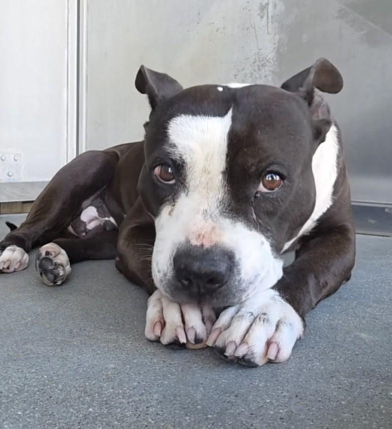 Enlarge Blossom, a ADOPTABLE American Bully in Frazier Park, CA image 1/5