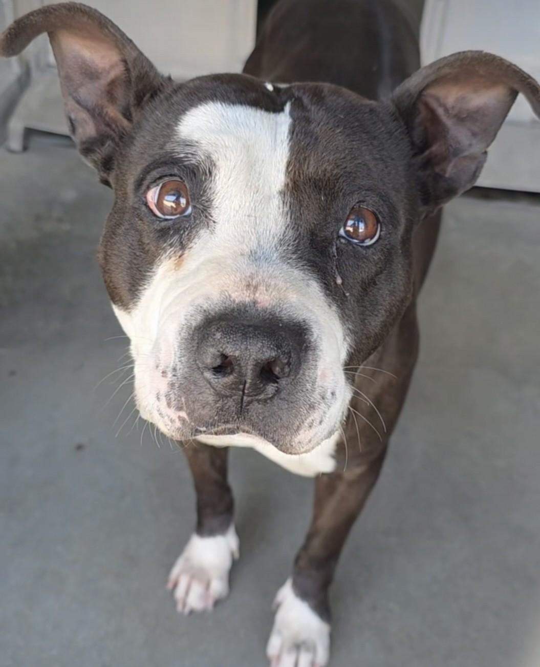 Enlarge Blossom, a ADOPTABLE American Bully in Frazier Park, CA image 5/5