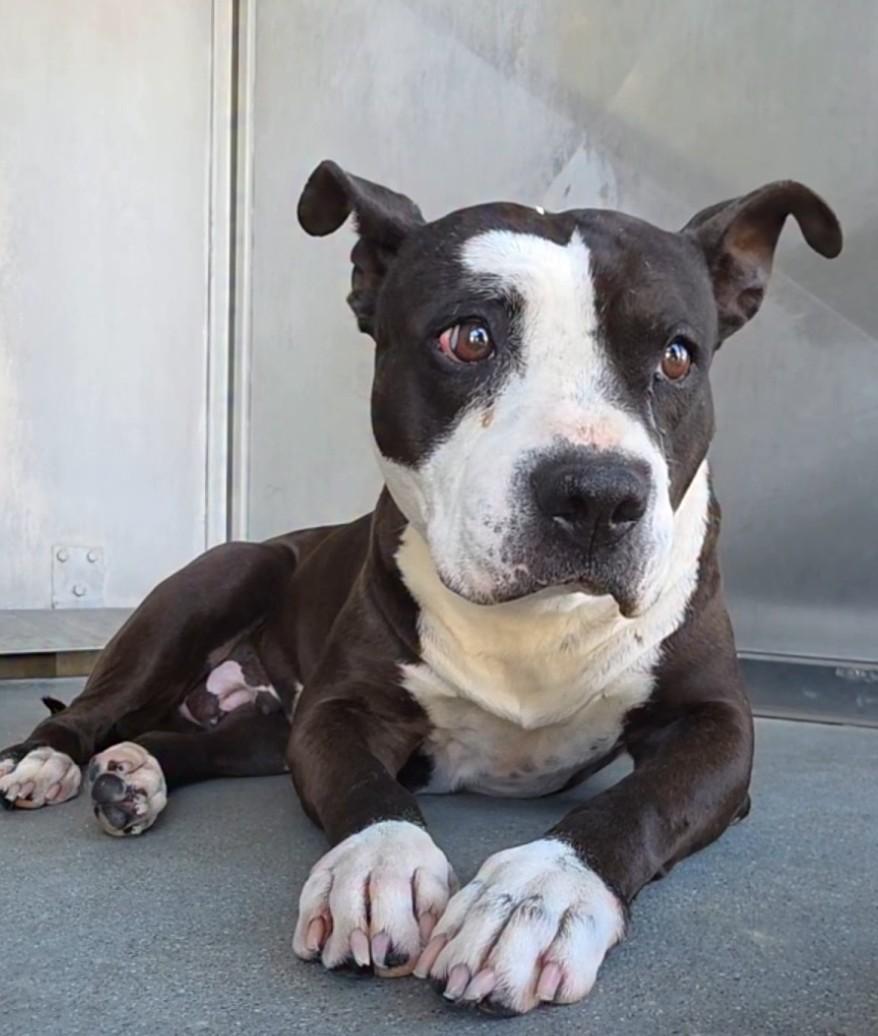 Enlarge Blossom, a ADOPTABLE American Bully in Frazier Park, CA image 2/5