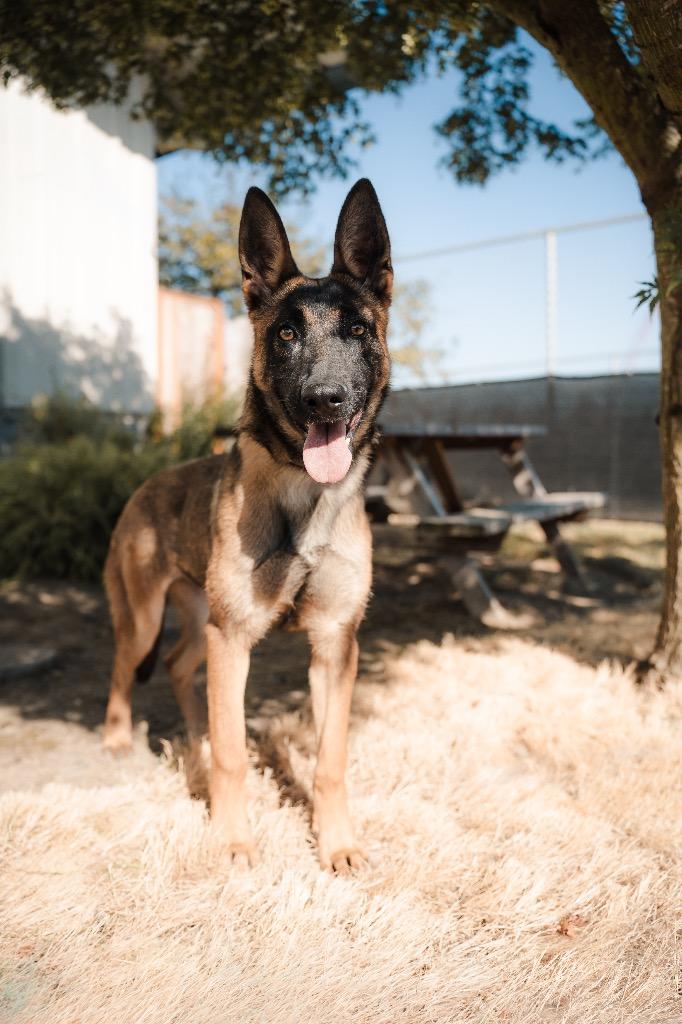 Enlarge Snickerdoodle, a Adoptable mixed breed in Newberg, OR image 2/2