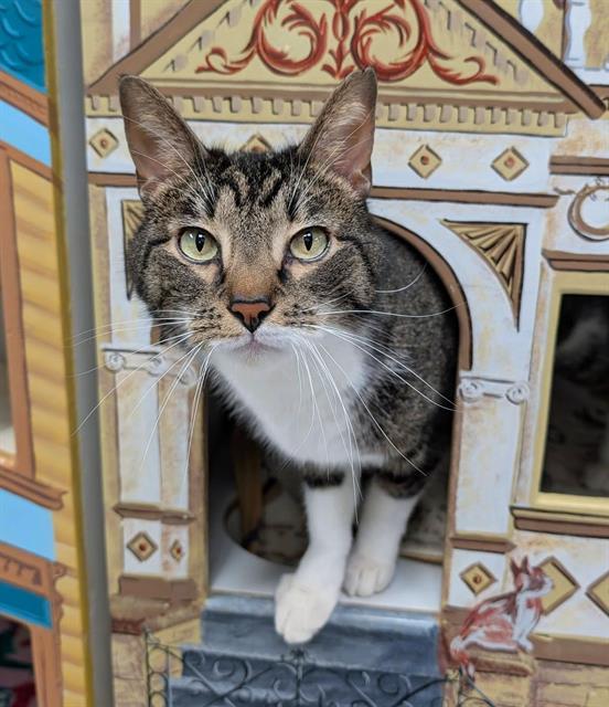 GOOFY, Adoptable, Adult Male Domestic Short Hair.