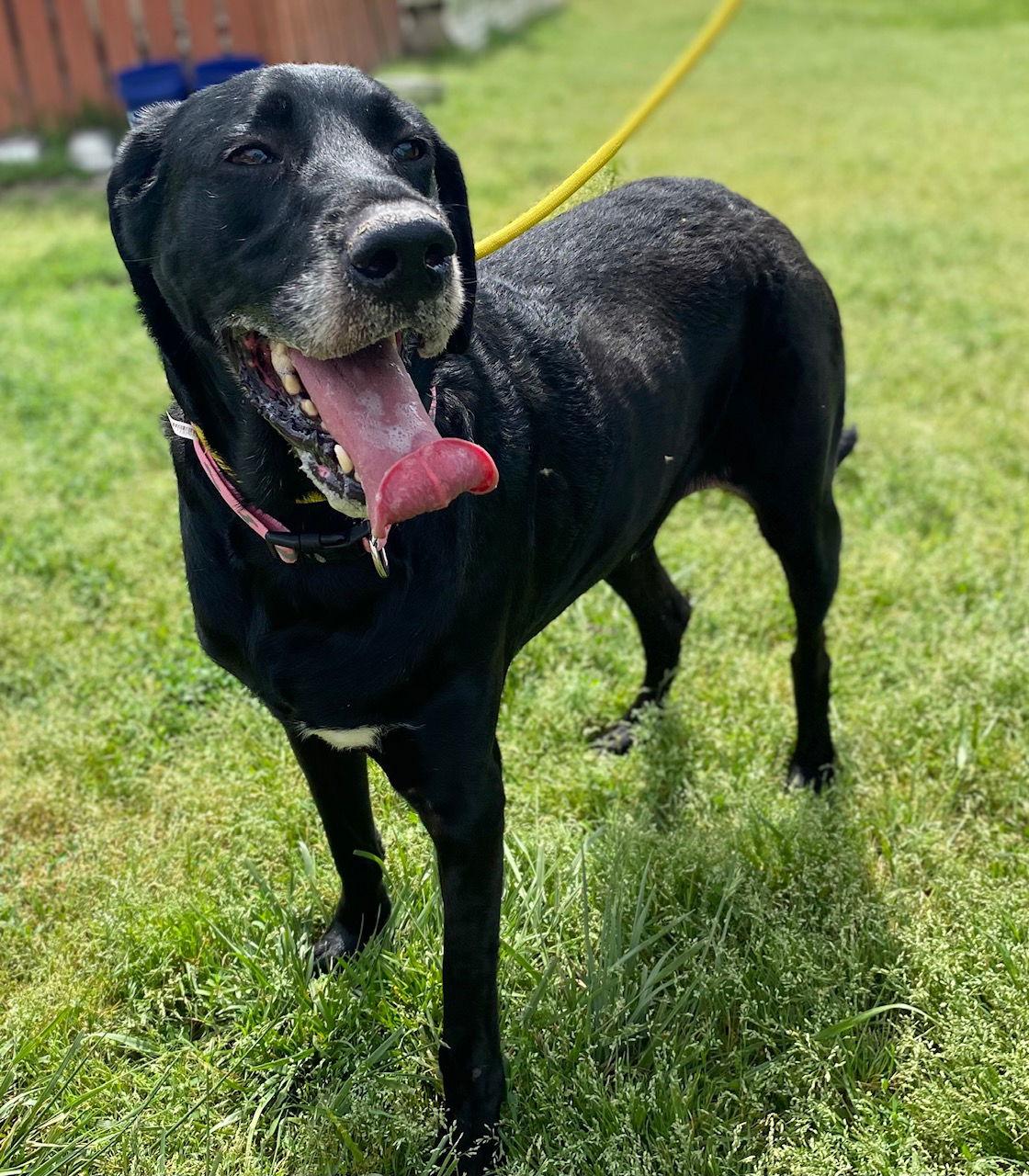 Enlarge Buddy Apr 25, a Adoptable mixed breed in Pacolet, SC image 1/3