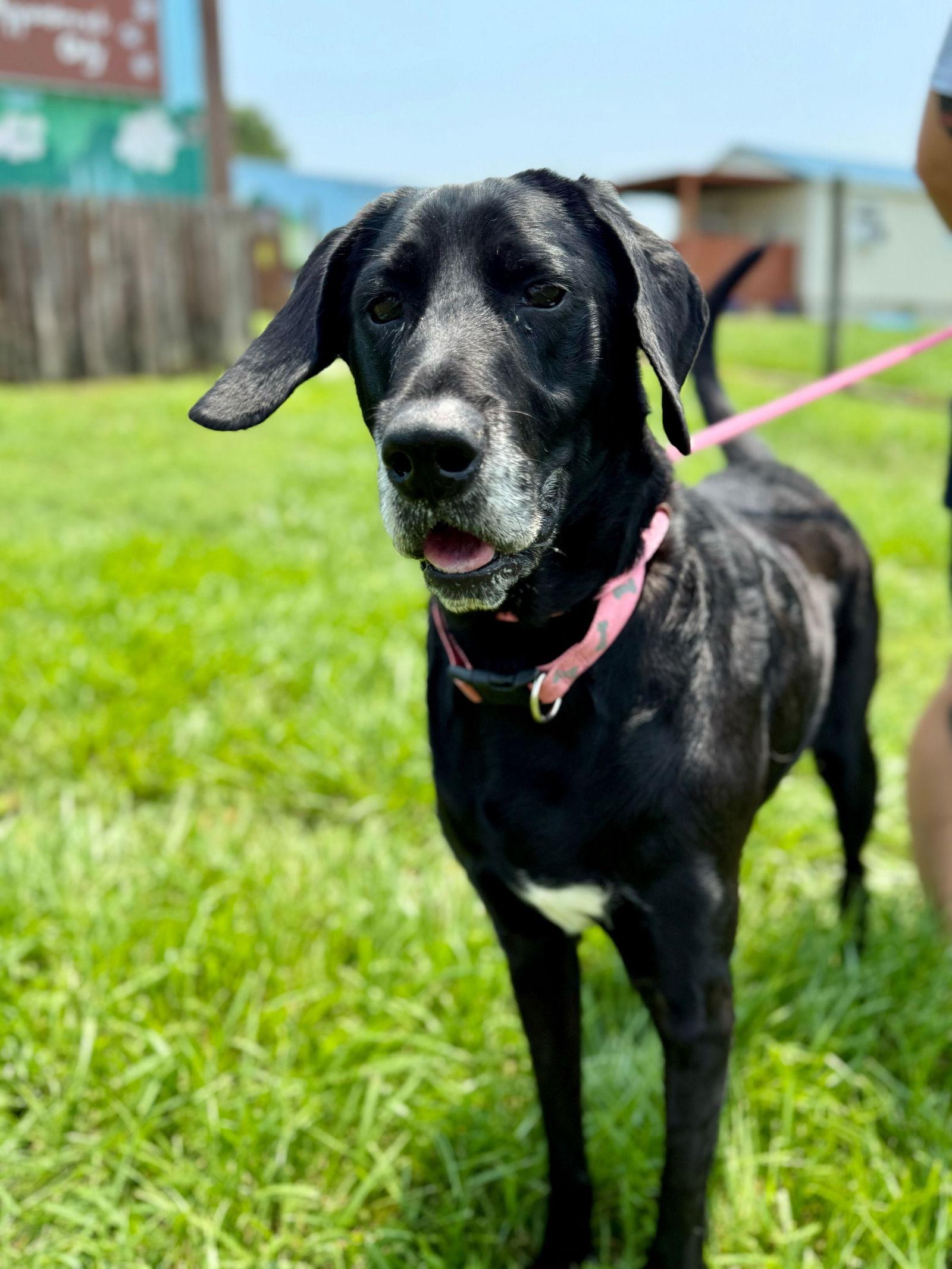 Enlarge Buddy Apr 25, a Adoptable mixed breed in Pacolet, SC image 3/3