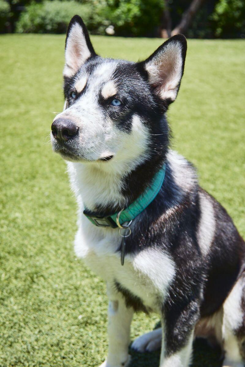 Eddy, Adoptable, Adult Male Siberian Husky.