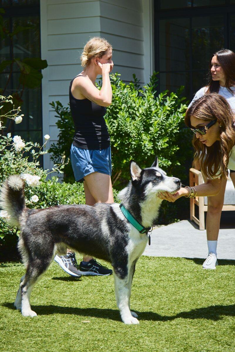 Enlarge Eddy, a Adoptable Siberian Husky in Manhattan Beach, CA image 2/6