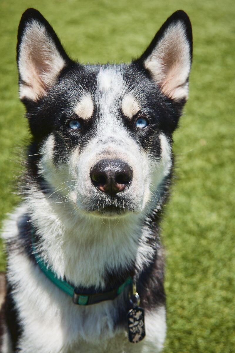 Enlarge Eddy, a Adoptable Siberian Husky in Manhattan Beach, CA image 3/6
