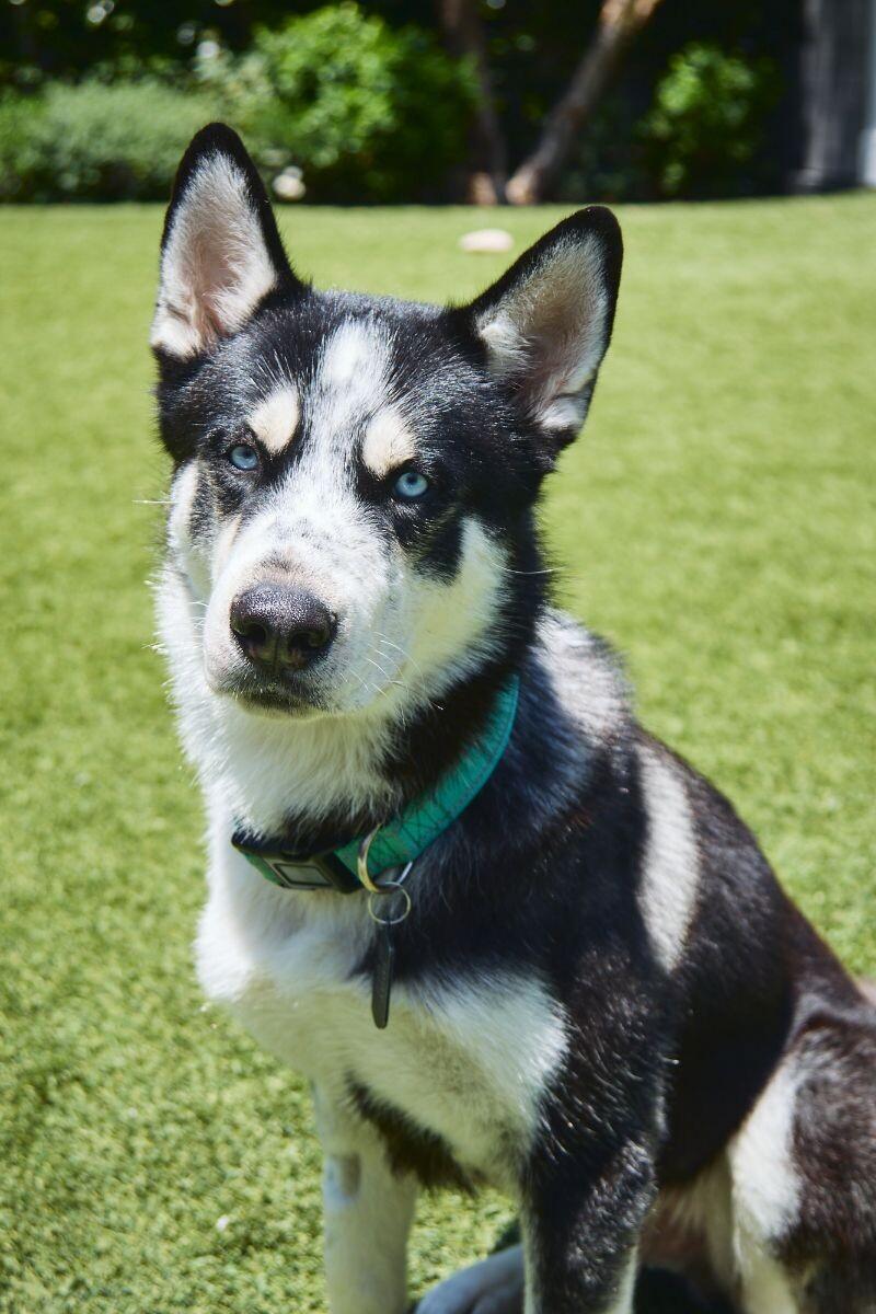 Enlarge Eddy, a Adoptable Siberian Husky in Manhattan Beach, CA image 5/6