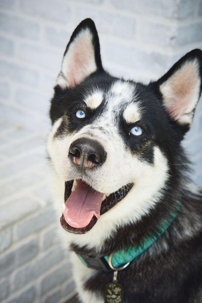 Enlarge Eddy, a Adoptable Siberian Husky in Manhattan Beach, CA image 6/6