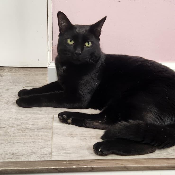 Cosmo, adopted, Young Male American Shorthair.