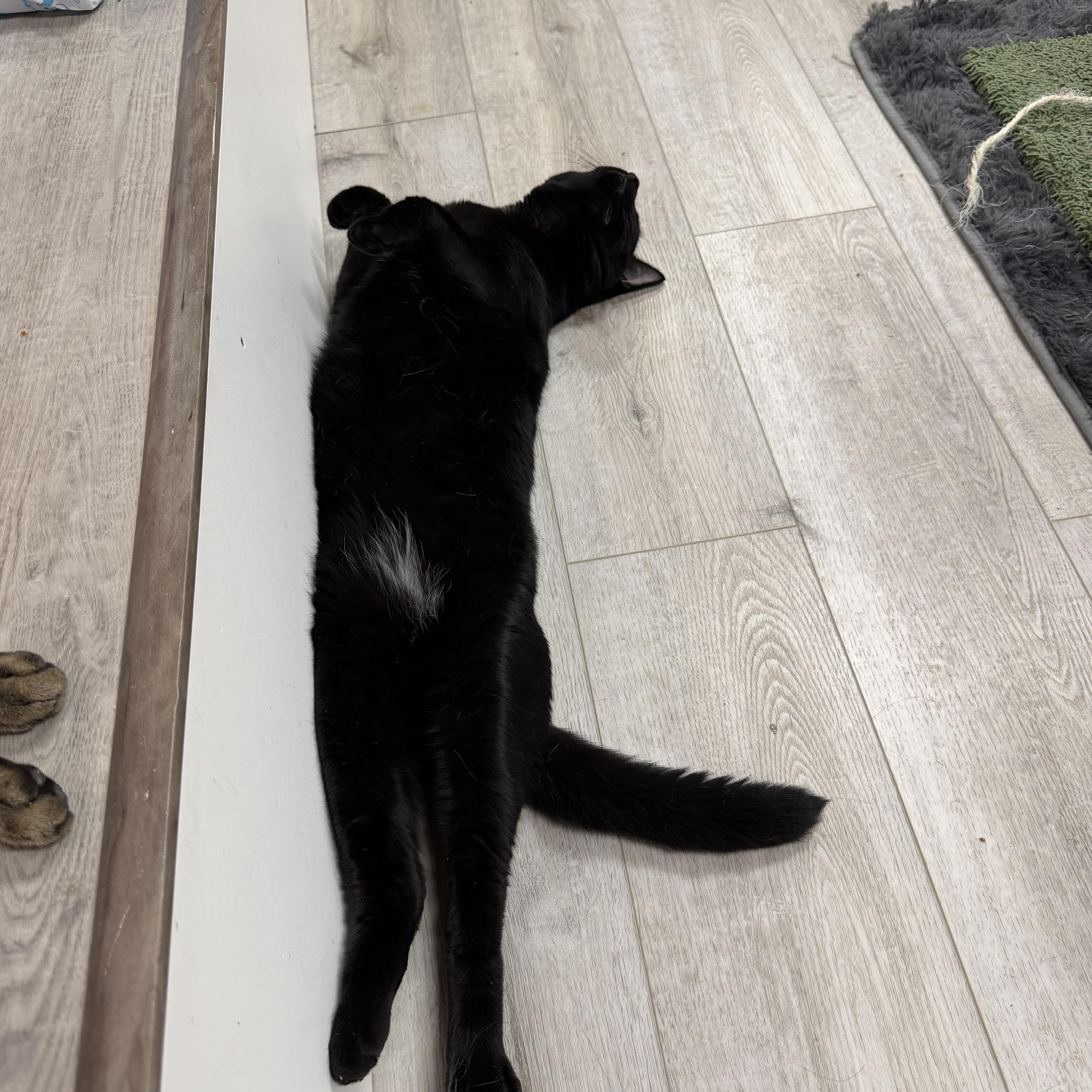Enlarge Cosmo, an adopted American Shorthair in Highland Park, NJ image 2/5