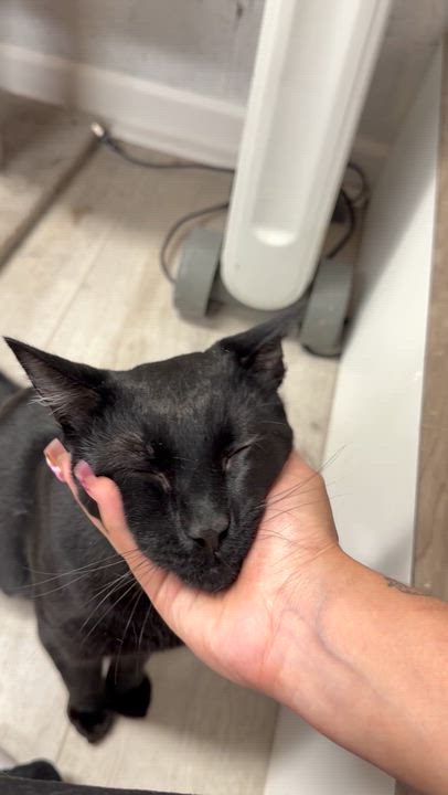 Enlarge Cosmo, an adopted American Shorthair in Highland Park, NJ video 5/5