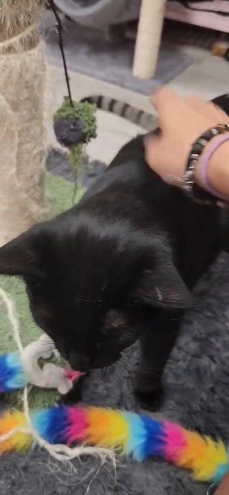 Enlarge Cosmo, an adopted American Shorthair in Highland Park, NJ video 4/5