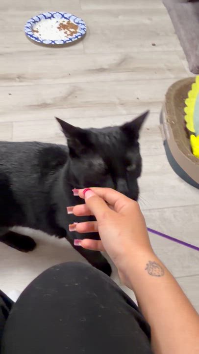 Enlarge Cosmo, an adopted American Shorthair in Highland Park, NJ video 3/5