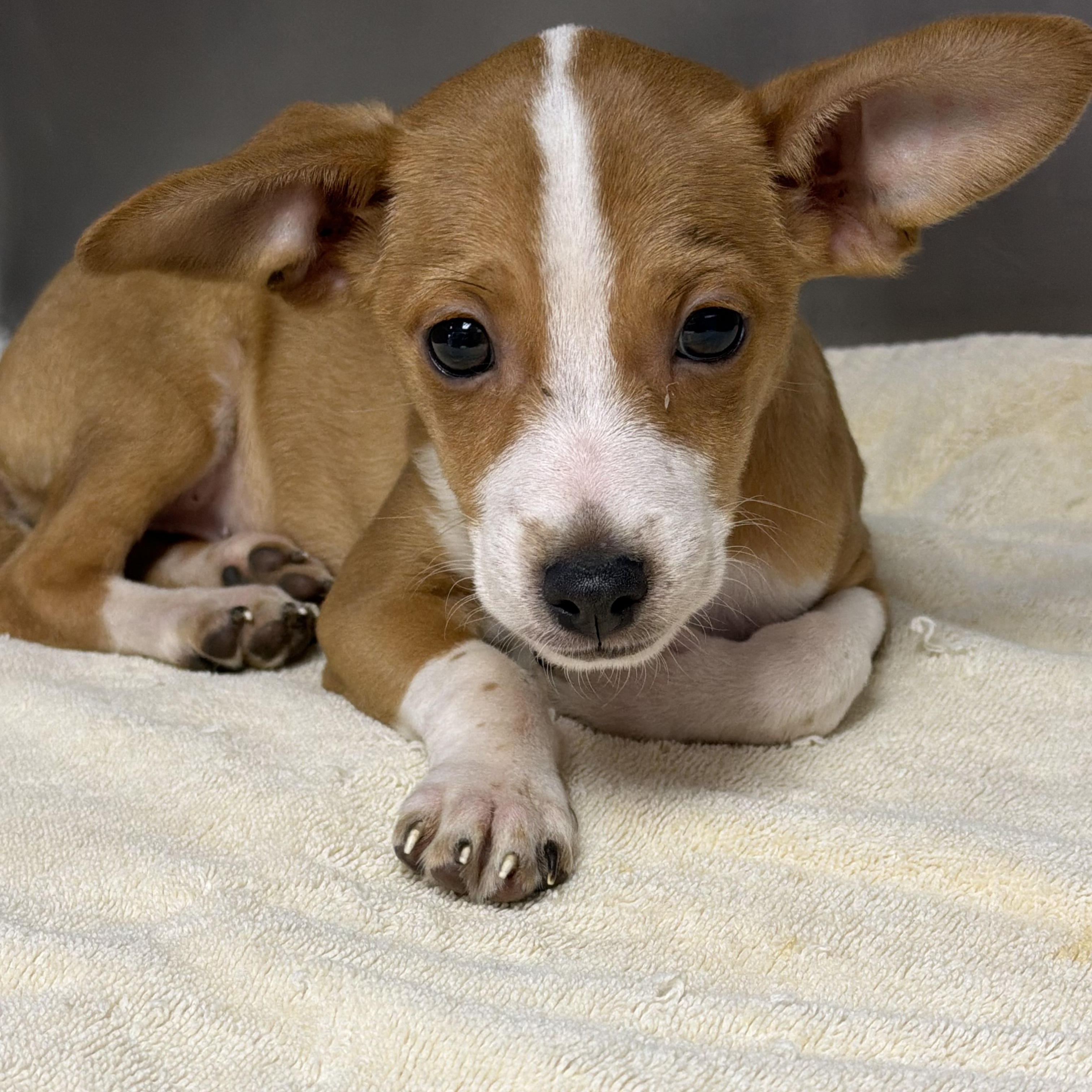 Enlarge William, a ADOPTABLE mixed breed in Concord, CA image 5/5