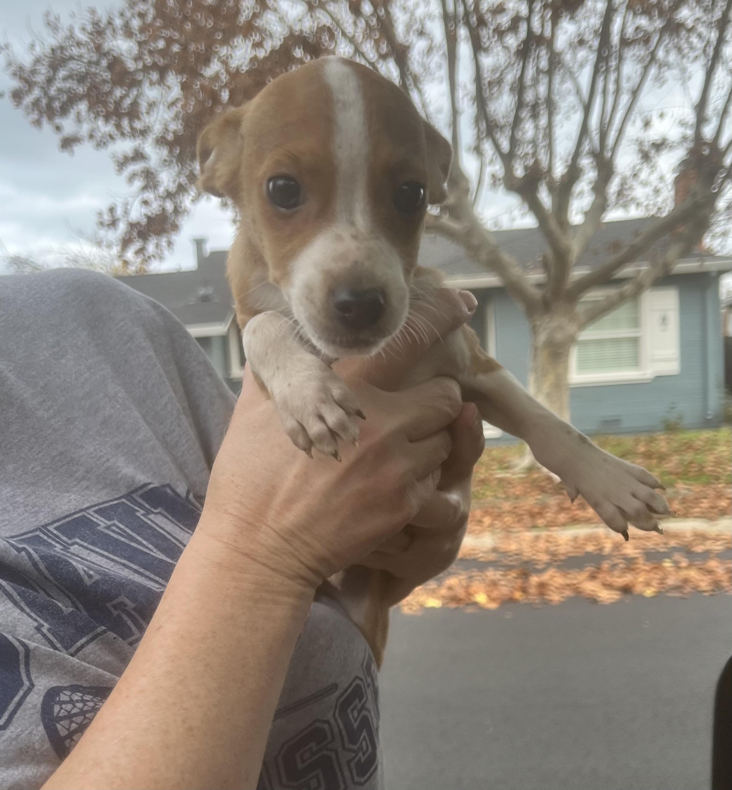 Enlarge William, a ADOPTABLE mixed breed in Concord, CA image 4/5