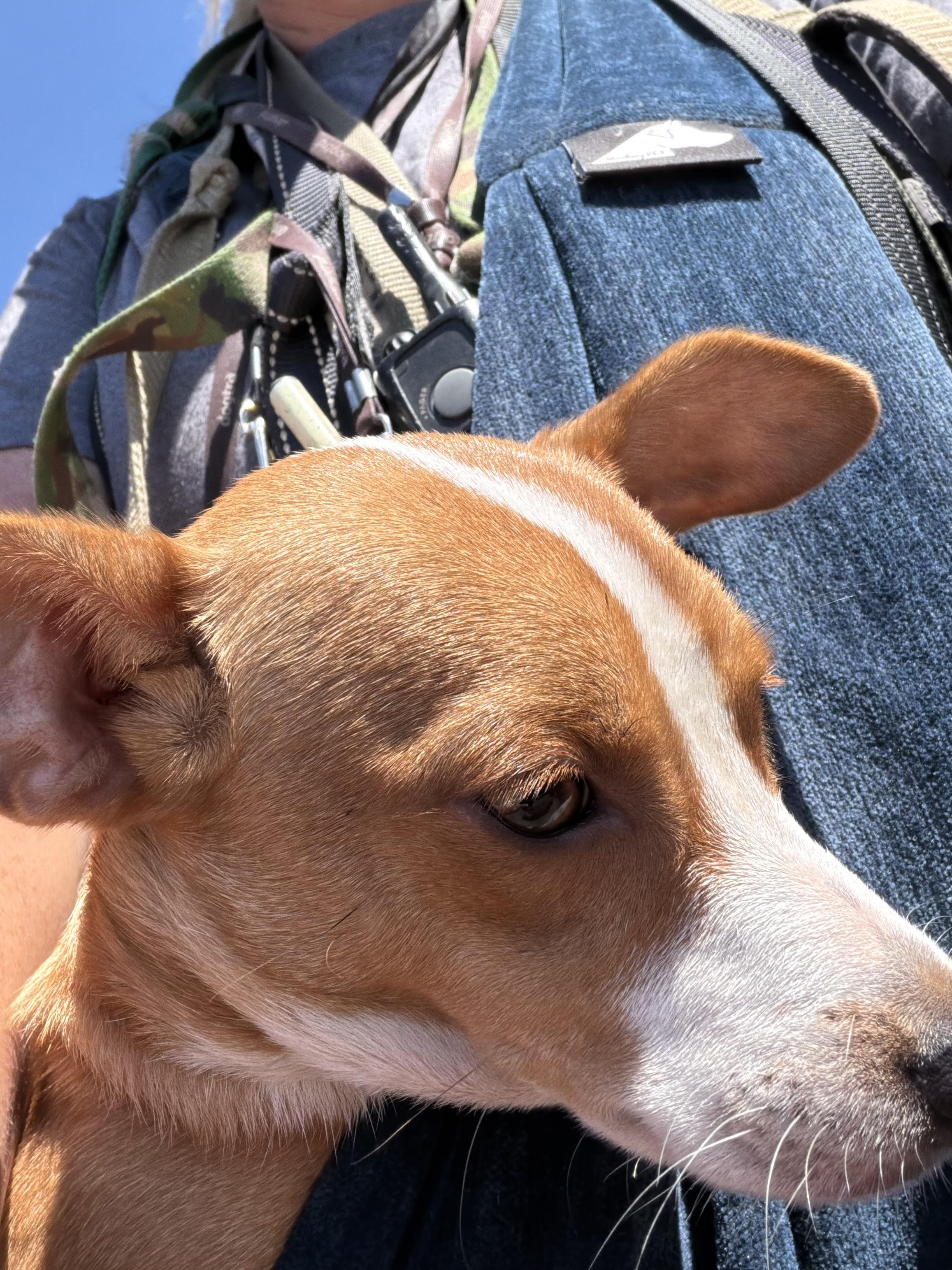 Enlarge William, a ADOPTABLE mixed breed in Concord, CA image 2/5