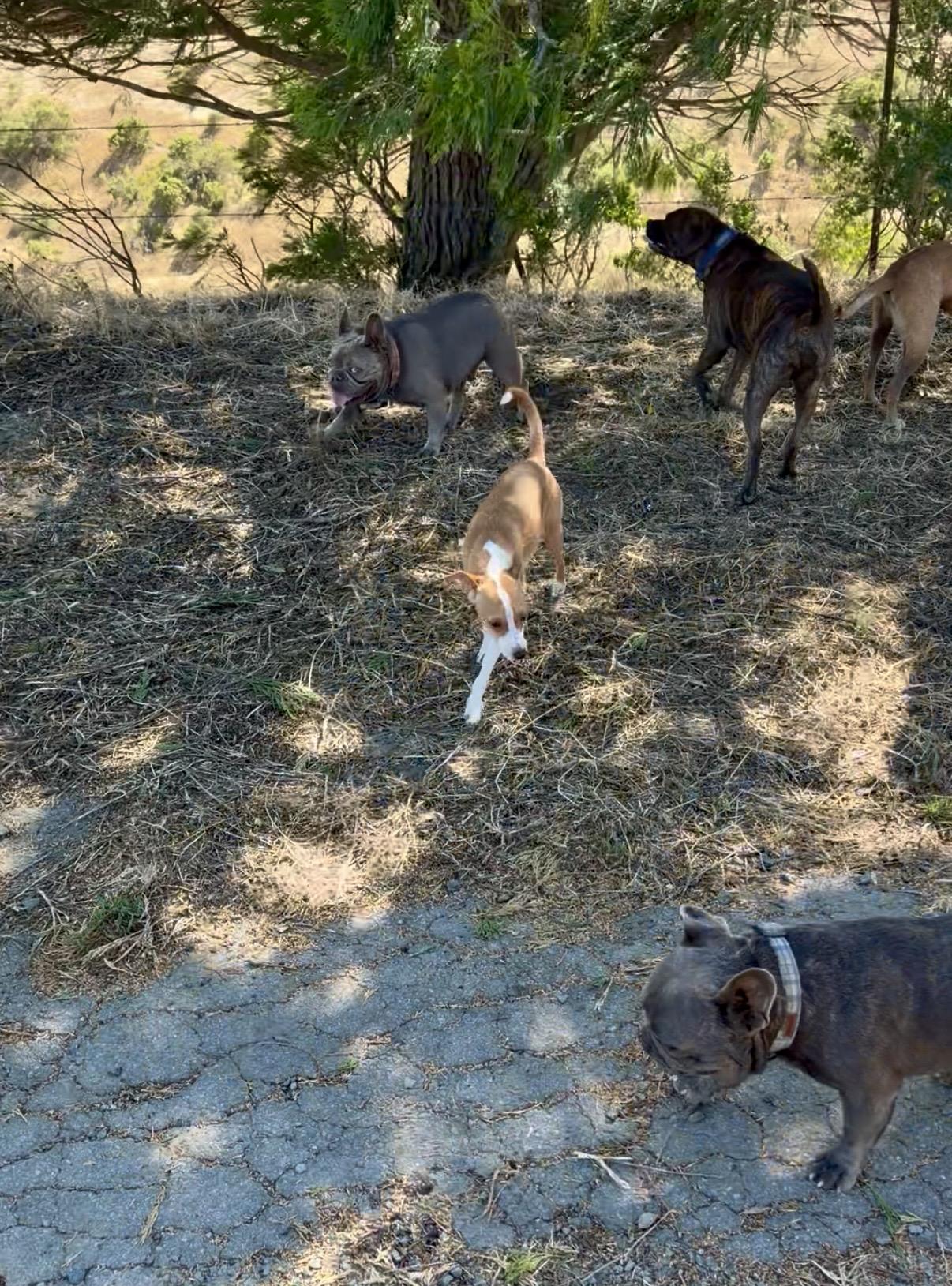 Enlarge William, a ADOPTABLE mixed breed in Concord, CA image 3/5