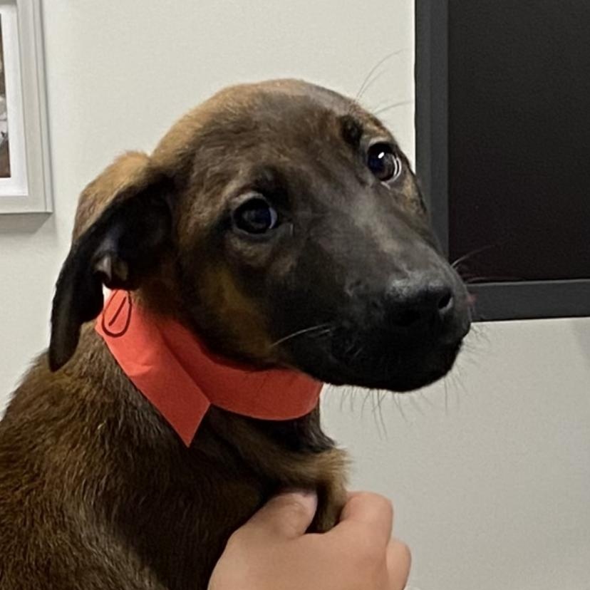 Kelly the sweetest cuddle bug!, Baby Female Shepherd