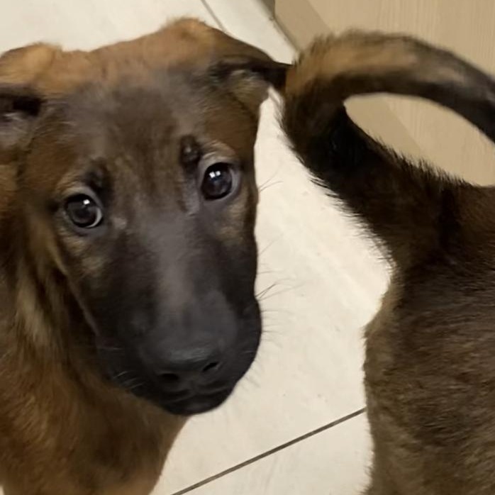 Kelly the sweetest cuddle bug!, an adoptable Shepherd in Richmond Hill, ON, L4E 2M8 | Photo Image 3