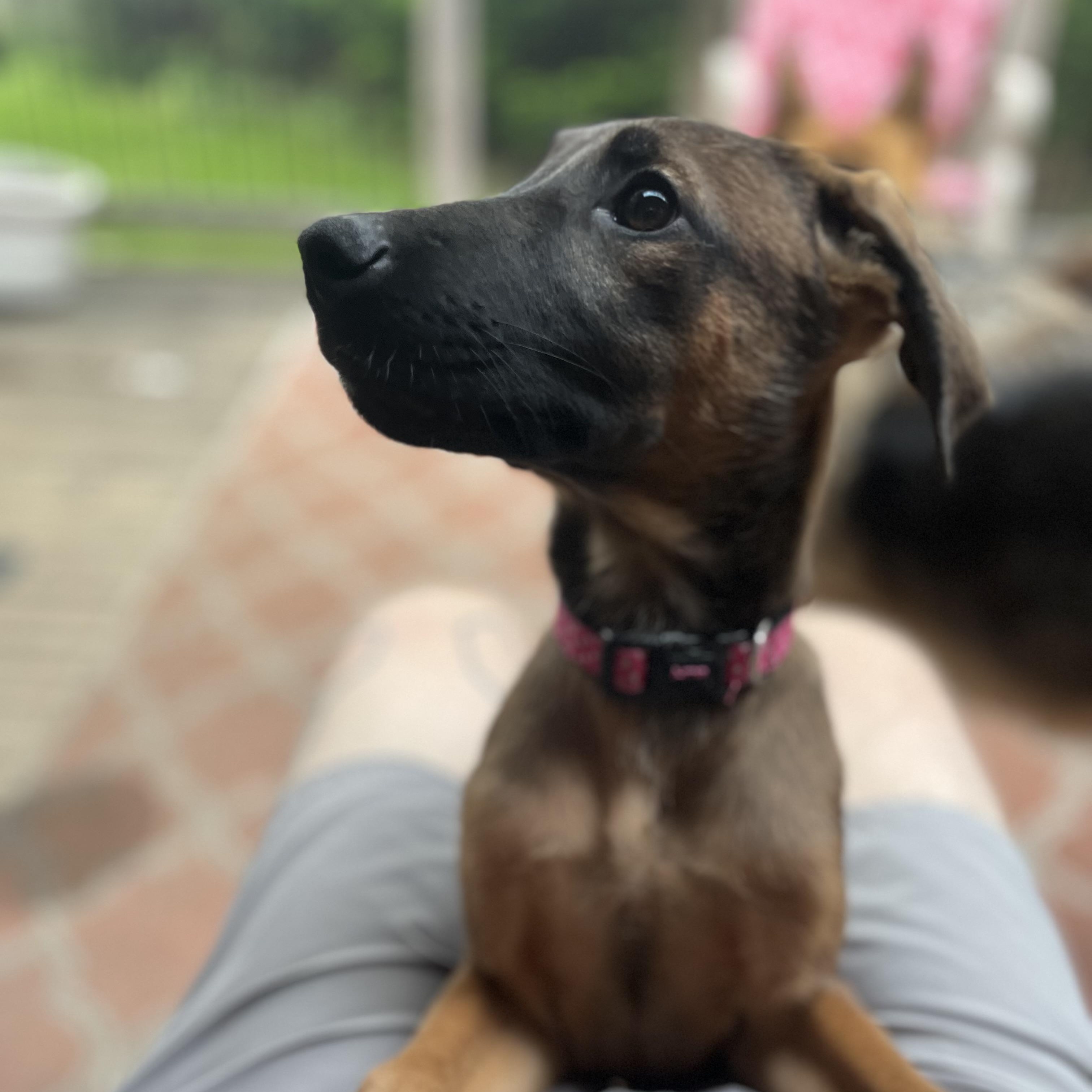 Kelly the sweetest cuddle bug!, an adoptable Shepherd in Richmond Hill, ON, L4E 2M8 | Photo Image 4