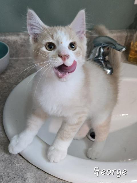 George, an adopted Domestic Long Hair in Fredericton, NB image 1/4