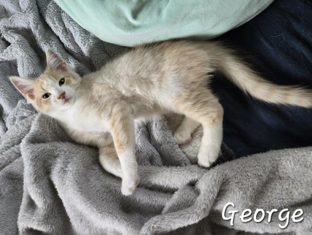 George, an adopted Domestic Long Hair in Fredericton, NB image 3/4