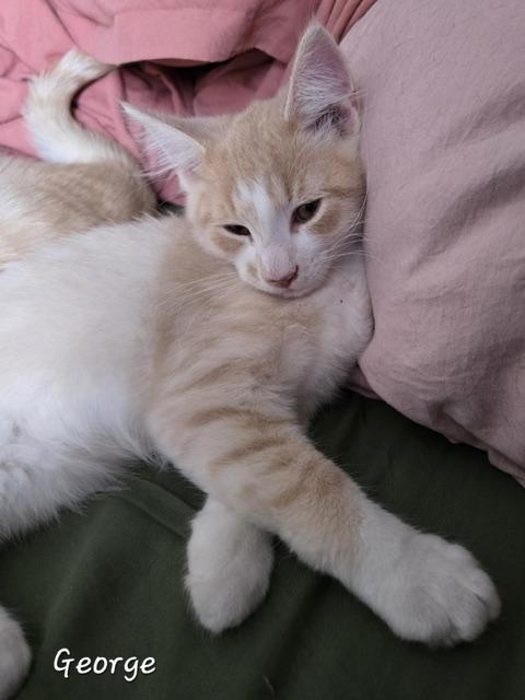 George, an adopted Domestic Long Hair in Fredericton, NB image 2/4