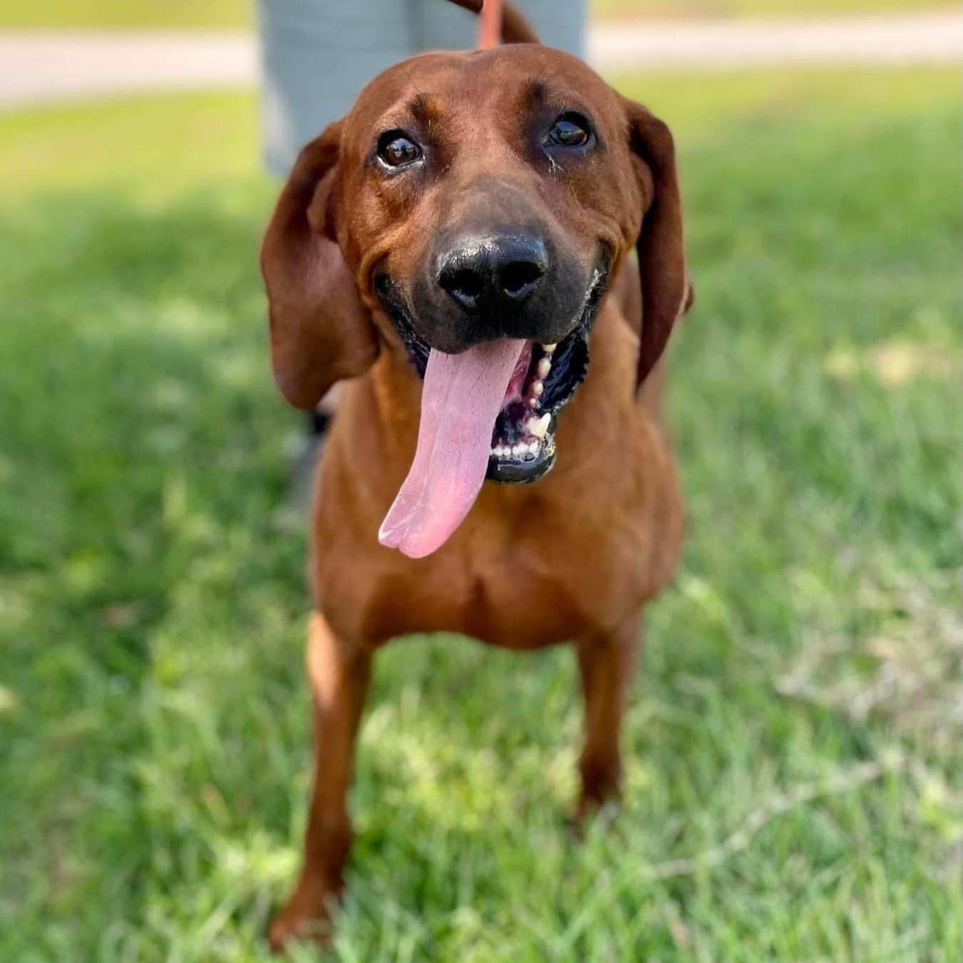 Dog for adoption Copper, a Redbone Coonhound in Columbia, SC Petfinder
