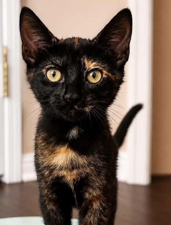 Enlarge Lark, an adopted Domestic Short Hair in Breinigsville, PA image 1/1
