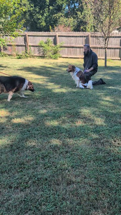 Enlarge Tony, a Adoptable mixed breed in Nashville, TN video 4/4