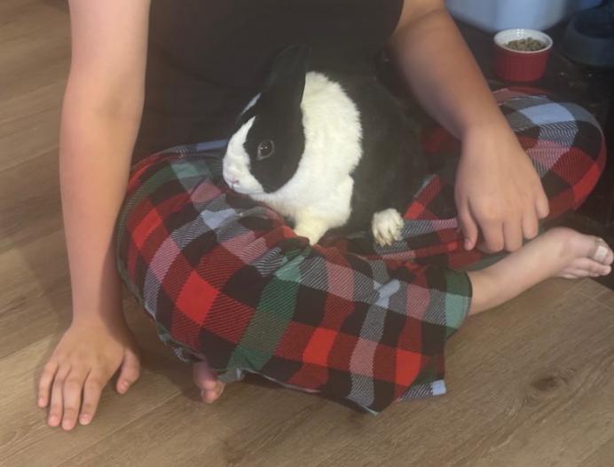 Enlarge Moo Moo indoor rabbit, a Adoptable Dutch in Stockton, CA image 3/5