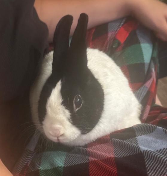 Enlarge Moo Moo indoor rabbit, a Adoptable Dutch in Stockton, CA image 2/5
