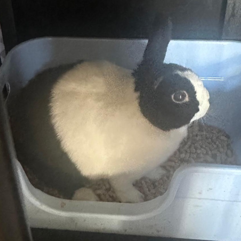 Enlarge Moo Moo indoor rabbit, a Adoptable Dutch in Stockton, CA image 4/5