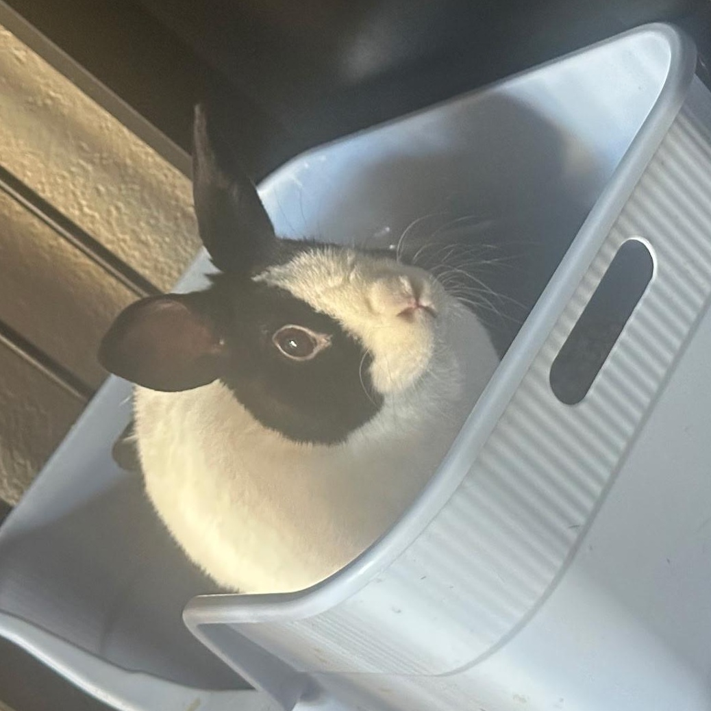 Enlarge Moo Moo indoor rabbit, a Adoptable Dutch in Stockton, CA image 5/5