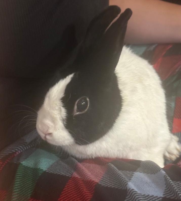 Moo Moo indoor rabbit, Adoptable, Adult Female Dutch.