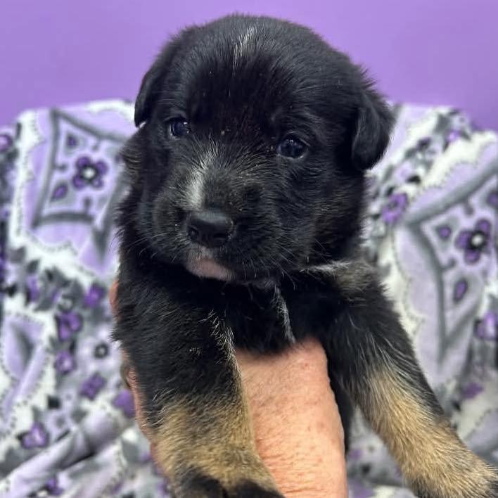 Orchid, Adopted, Puppy Female Shepherd.