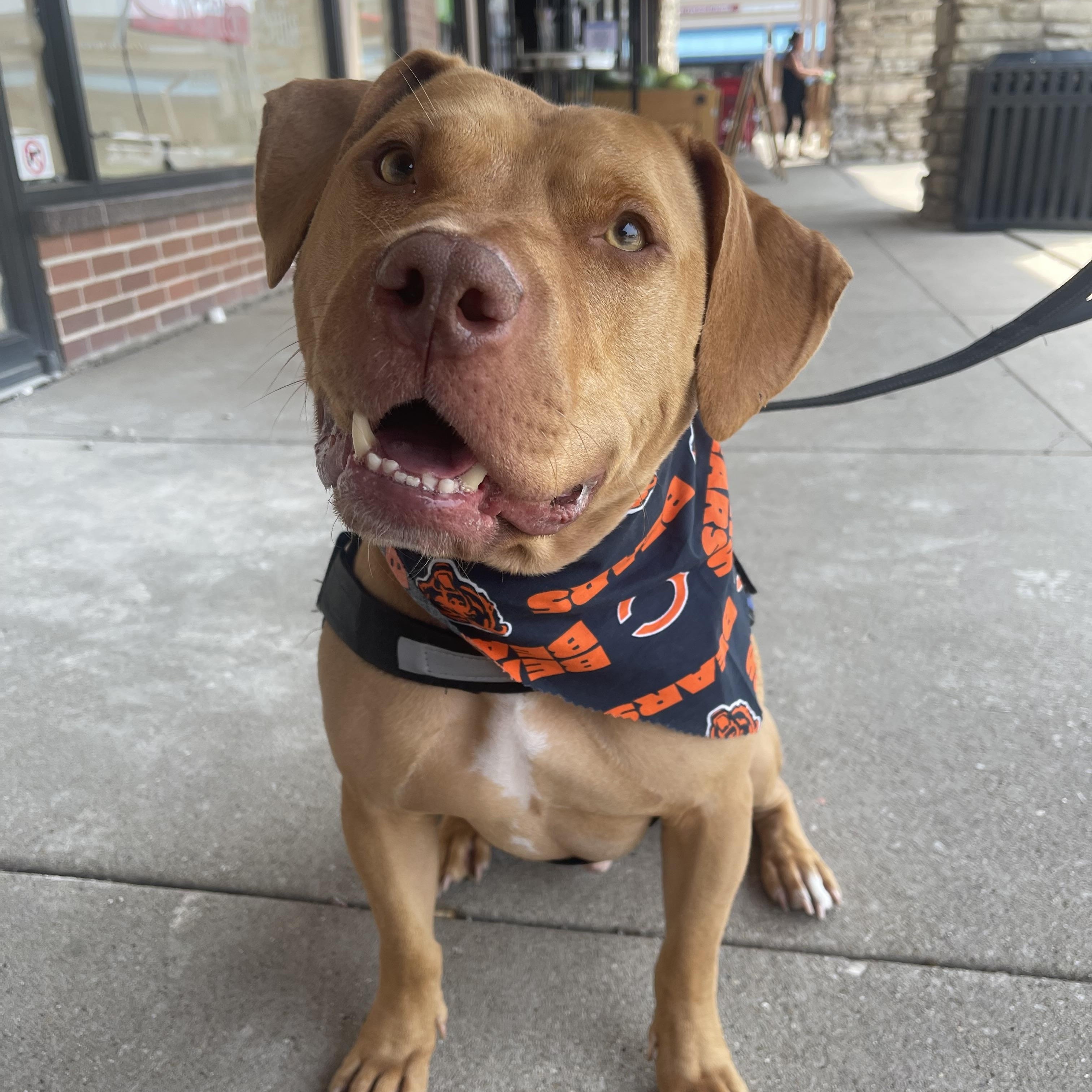 Scooby, an adoptable Staffordshire Bull Terrier in Naperville, IL, 60563 | Photo Image 1