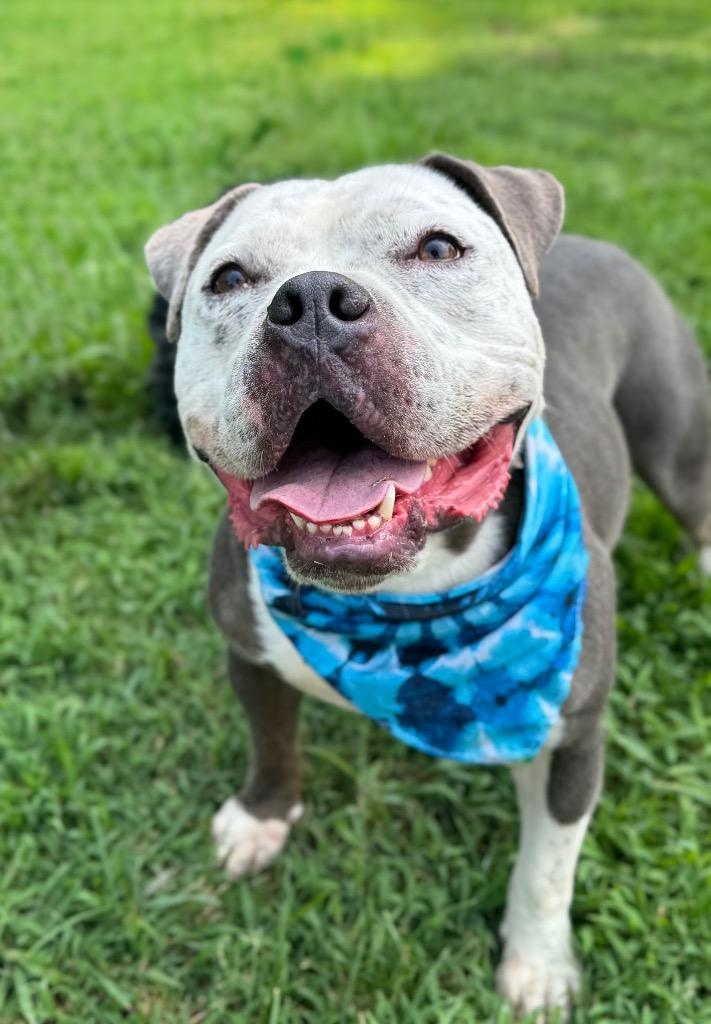 Jay Juice G, Adoptable, Young Male Pit Bull Terrier.