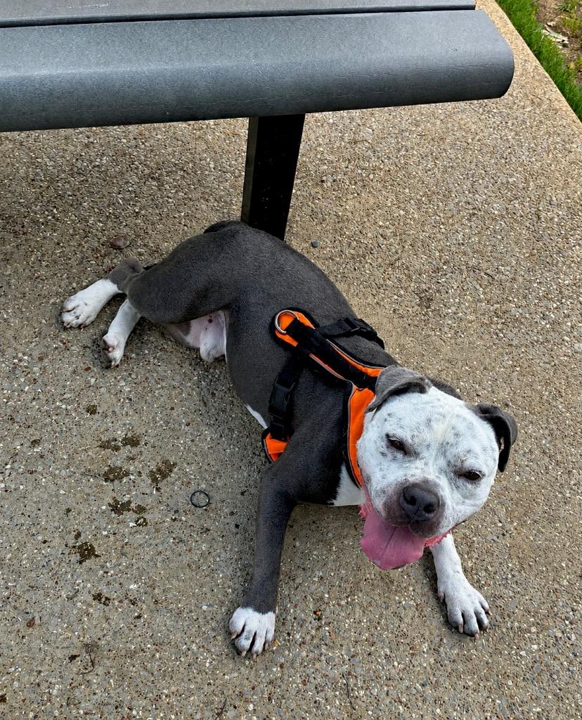 Jay Juice G, a Adoptable mixed breed in Princeton, MA image 2/5