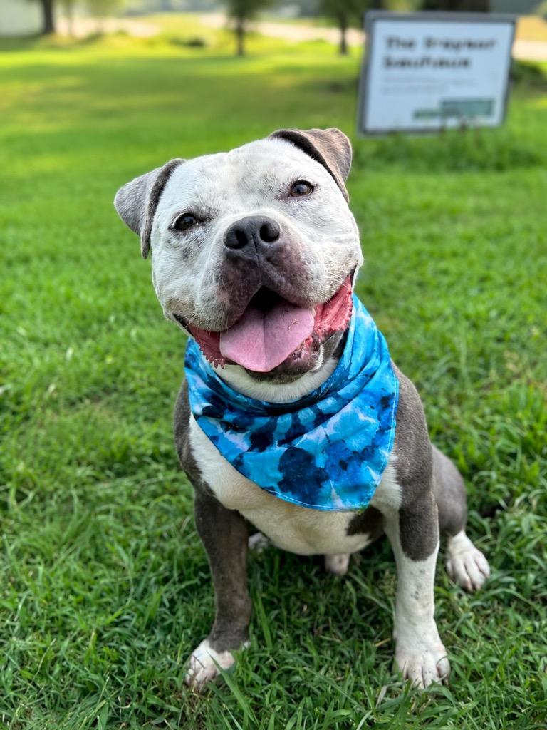 Jay Juice G, a Adoptable mixed breed in Princeton, MA image 3/5