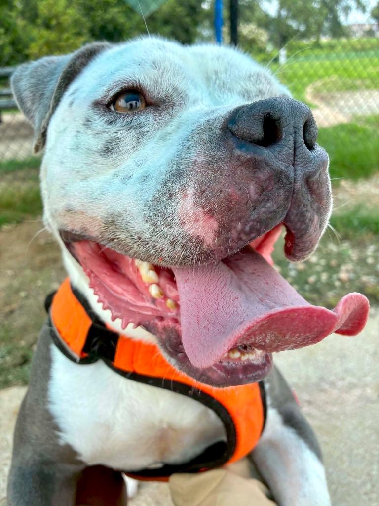 Jay Juice G, a Adoptable mixed breed in Princeton, MA image 4/5