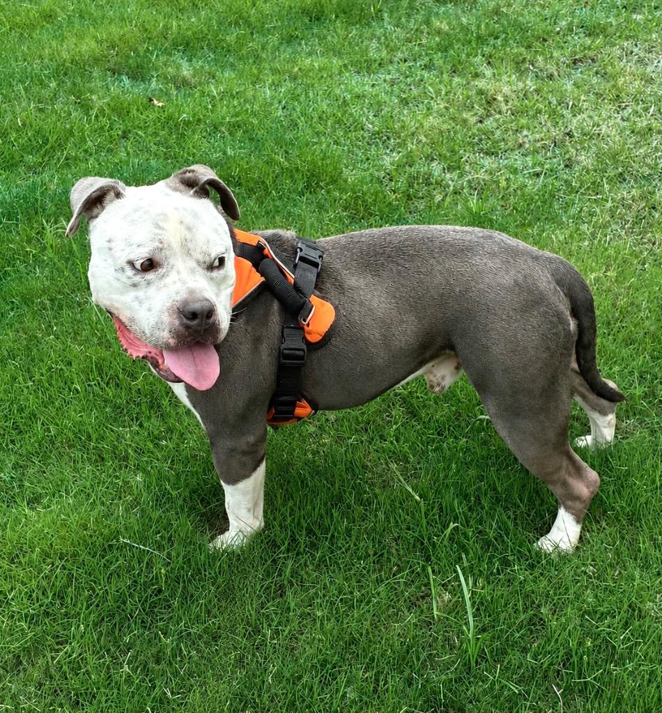 Jay Juice G, a Adoptable mixed breed in Princeton, MA image 5/5