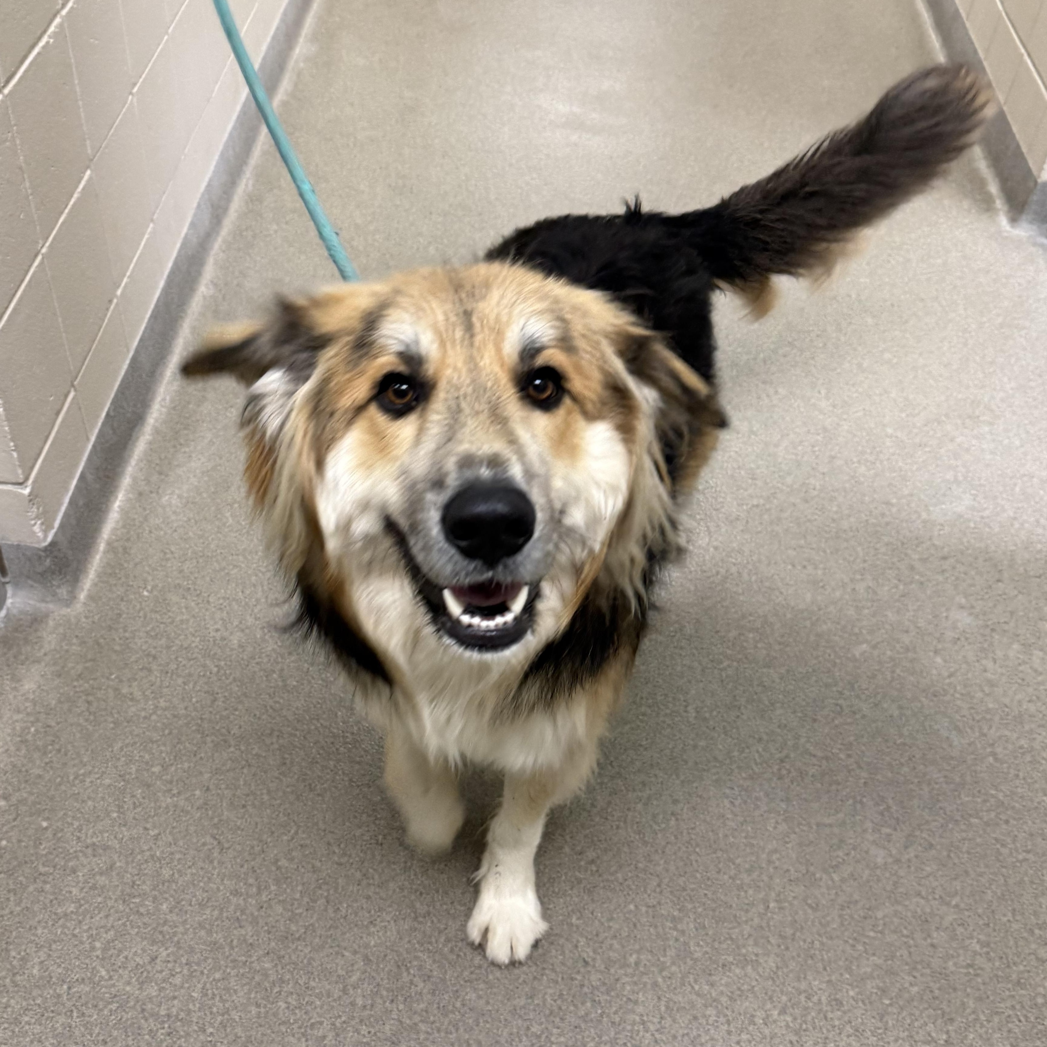 Enlarge Orion, a Adoptable mixed breed in Kearney, NE image 1/2