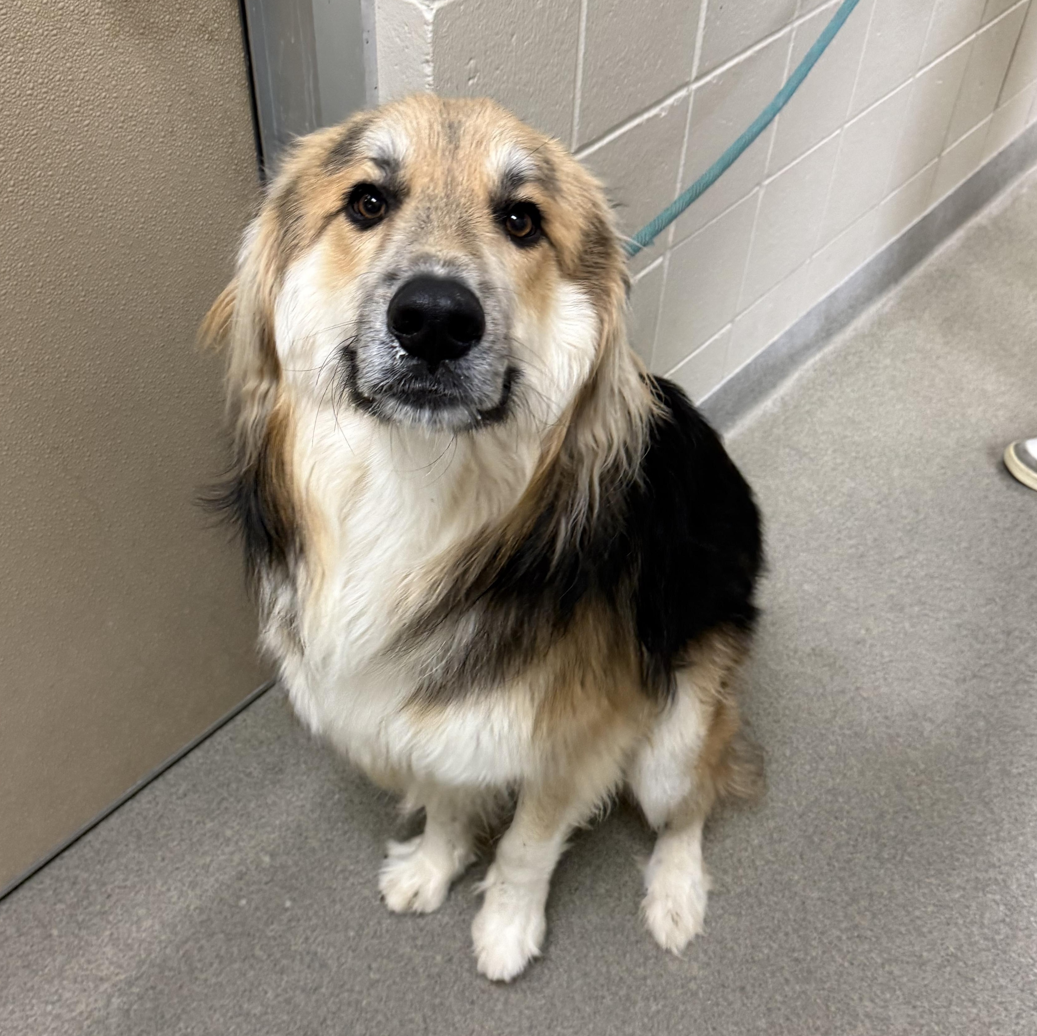 Enlarge Orion, a Adoptable mixed breed in Kearney, NE image 2/2