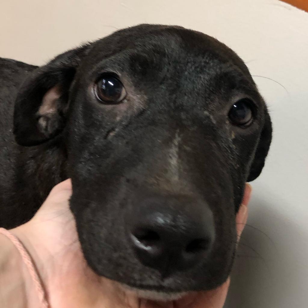 Enlarge Blackey, a Adoptable Mixed Breed in Laurel, MS image 1/6