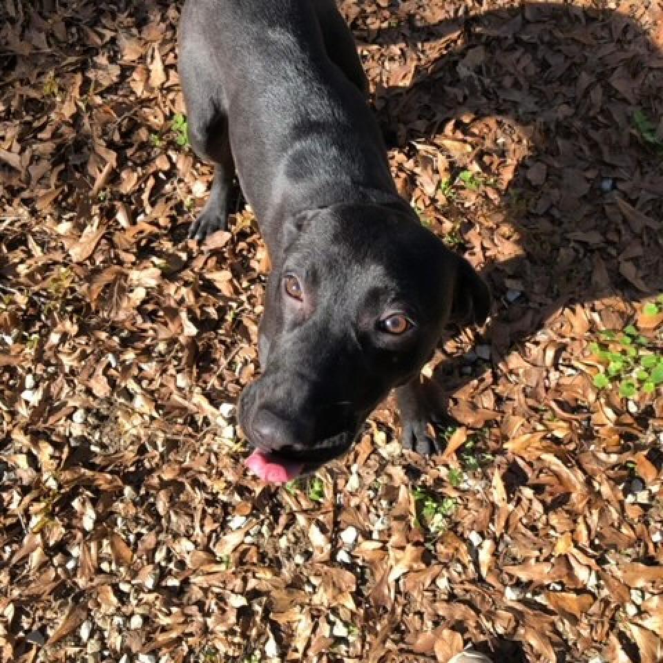 Enlarge Blackey, a Adoptable Mixed Breed in Laurel, MS image 2/6