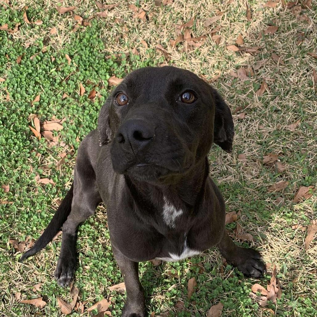 Enlarge Blackey, a Adoptable Mixed Breed in Laurel, MS image 3/6