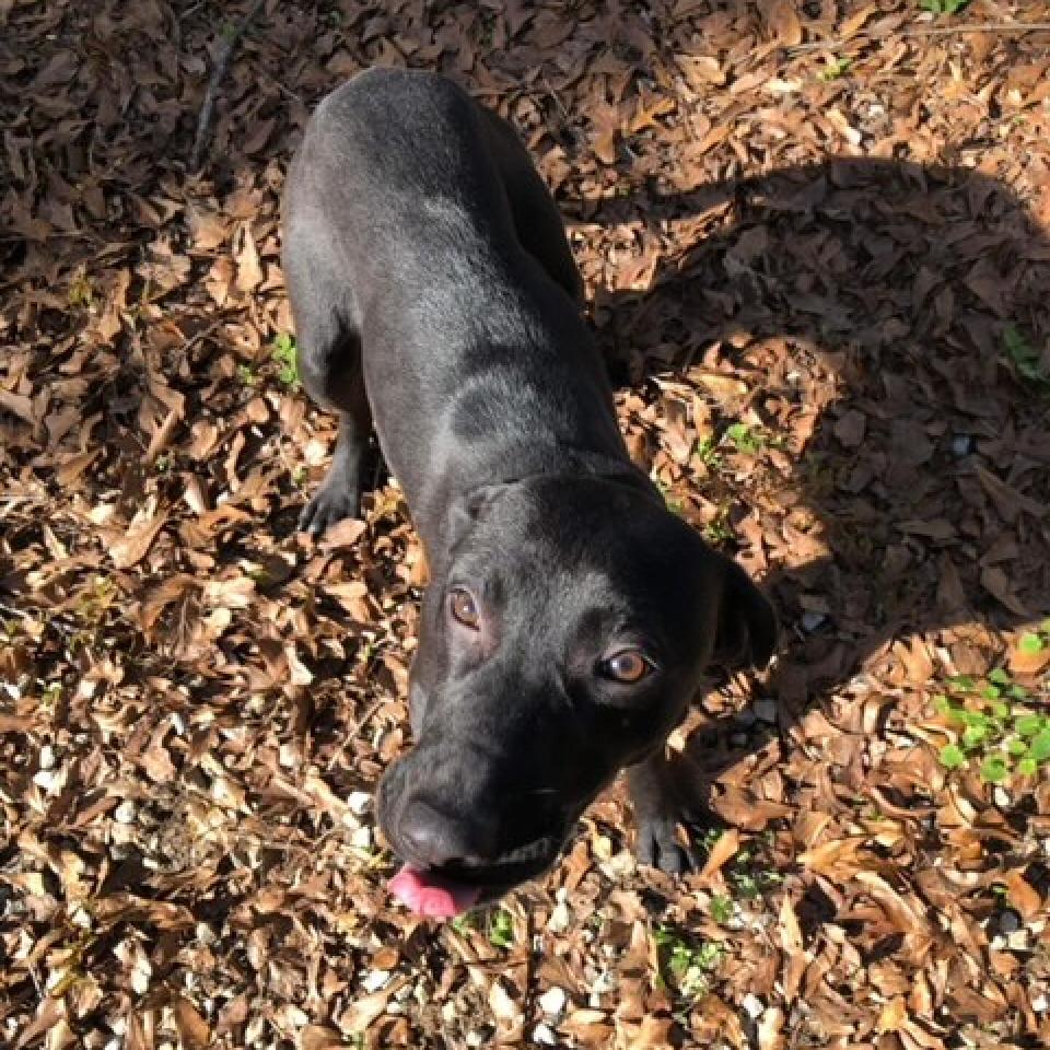 Enlarge Blackey, a Adoptable Mixed Breed in Laurel, MS image 4/6