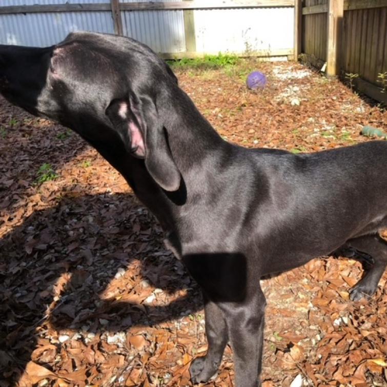 Enlarge Blackey, a Adoptable Mixed Breed in Laurel, MS image 5/6