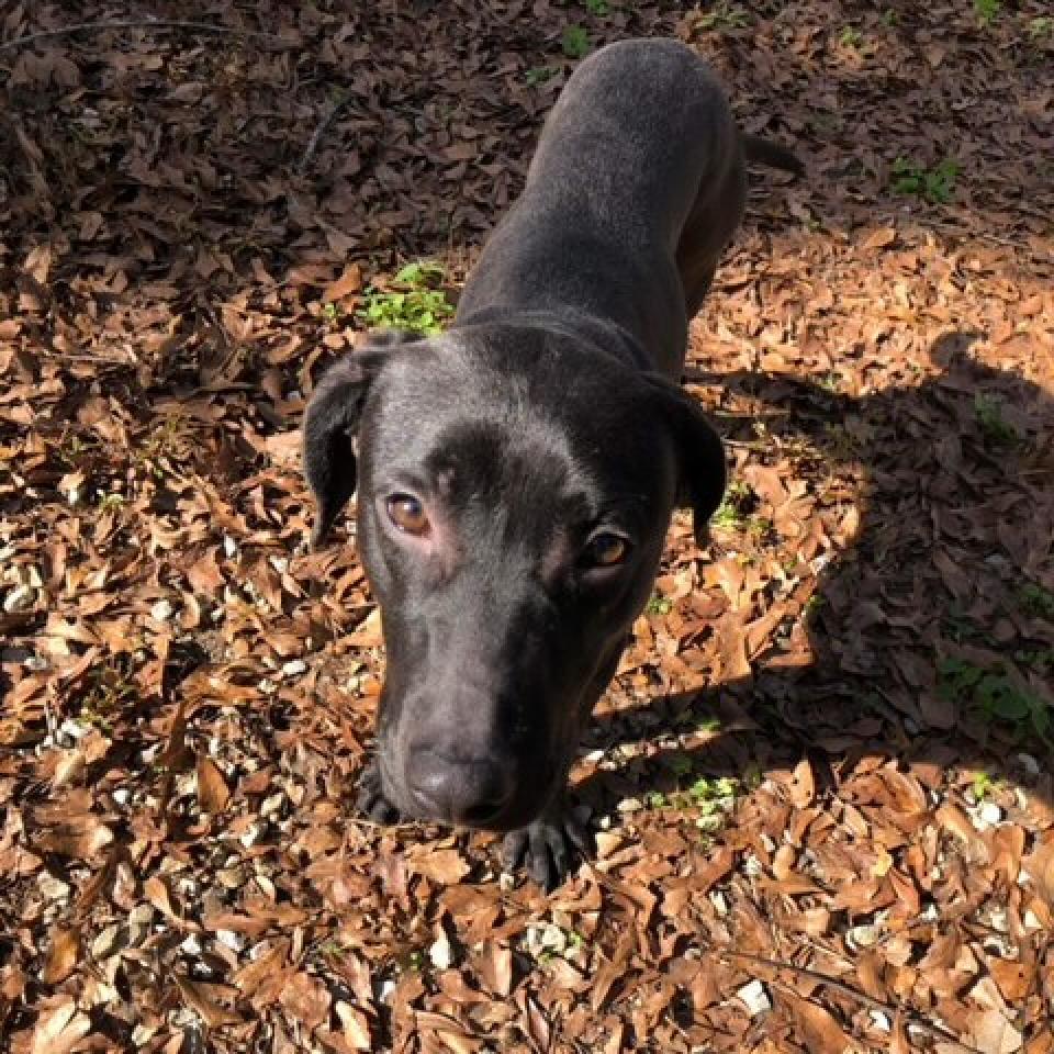 Enlarge Blackey, a Adoptable Mixed Breed in Laurel, MS image 6/6